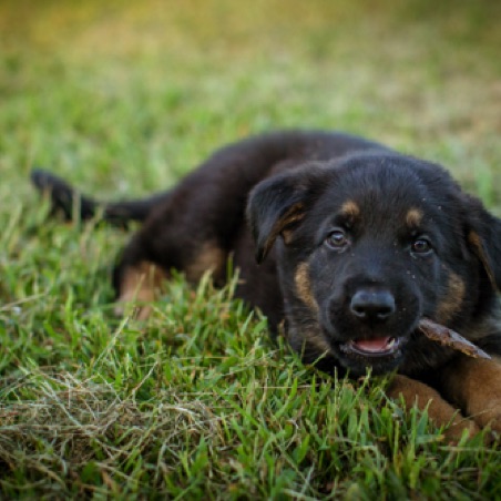 Always a good time to chew a stick