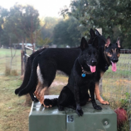 3 Dogs illustrate the "place" command
