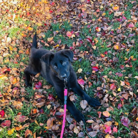 Happy in the leaves