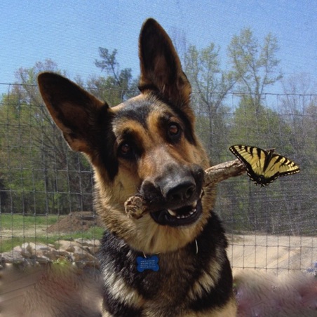 Sheba and her butterfly