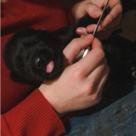 Puppy's first nail trim