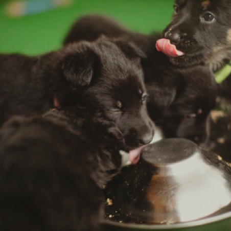 Newly weaned puppies love feeding time